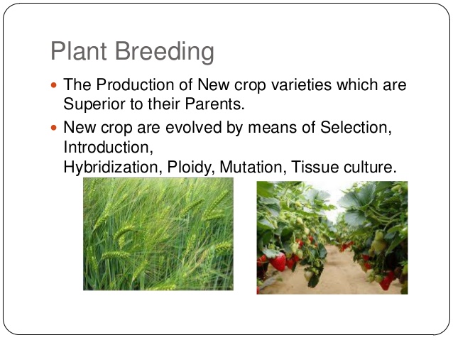 cross breeding plants